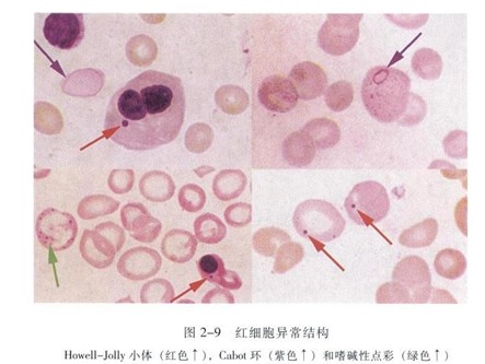 细菌细胞结构图手绘